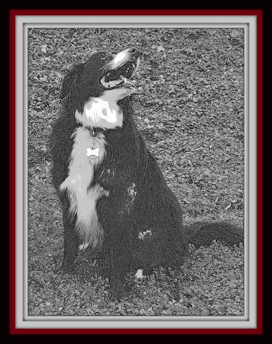 Cautious Canine Patricia Mcconnell Pdf Writer