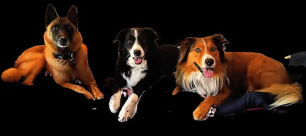 The Rights Steps Dog Training & K9 Nose Work - Shadow, Morgan, and Cooper