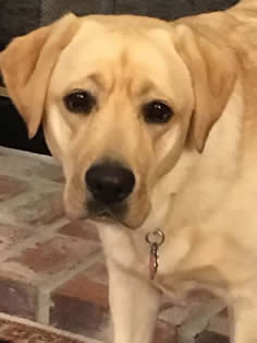 Daisy